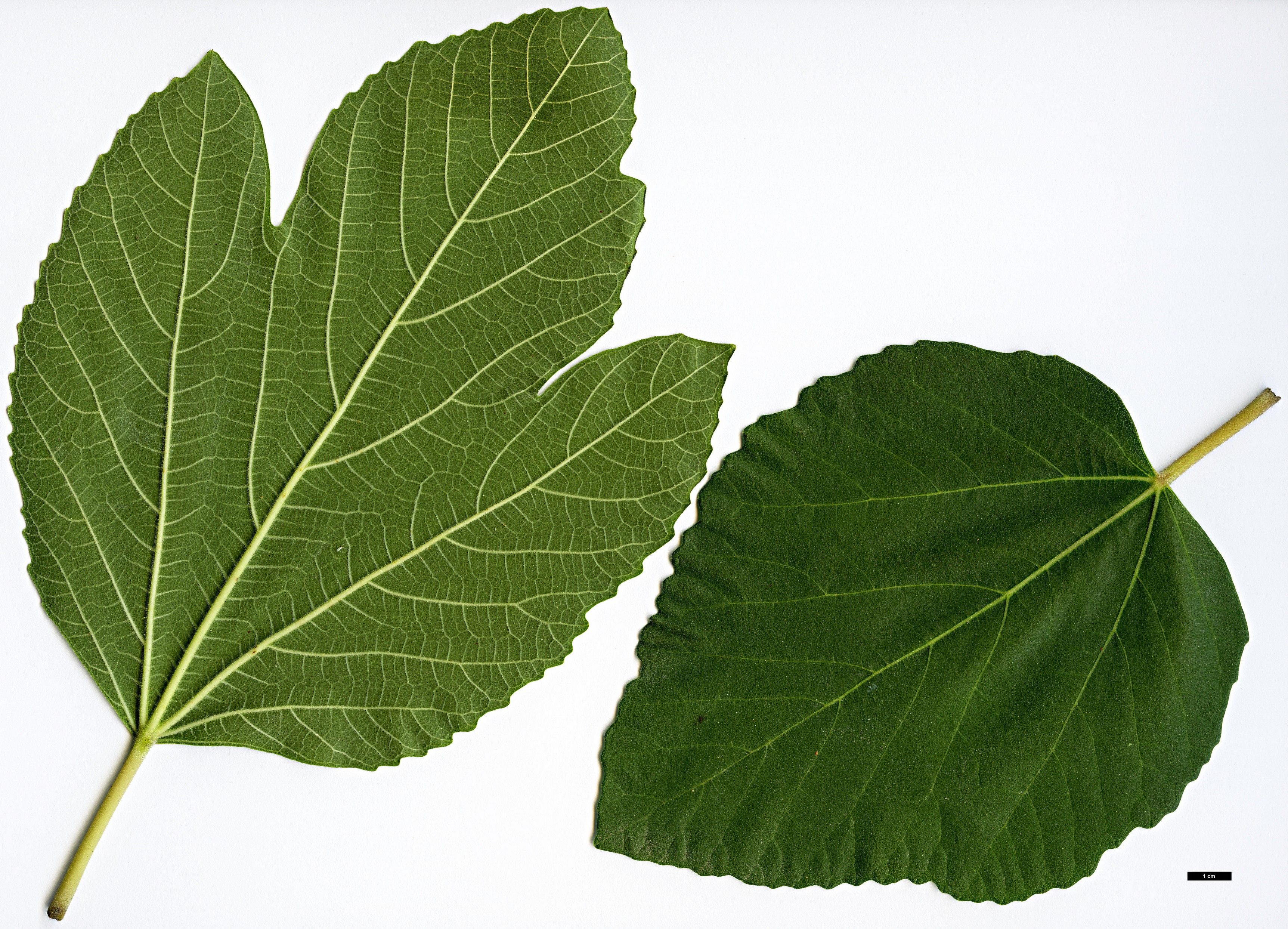 High resolution image: Family: Moraceae - Genus: Ficus - Taxon: pseudocarica